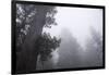 Lady Bird Johnson Grove in Fog, Prairie Creek Redwoods SP, California-Rob Sheppard-Framed Photographic Print