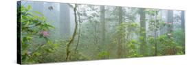 Lady Bird Johnson Grove of Old-Growth Redwoods, California-null-Stretched Canvas