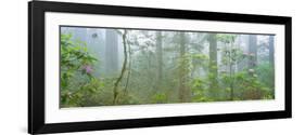 Lady Bird Johnson Grove of Old-Growth Redwoods, California-null-Framed Photographic Print