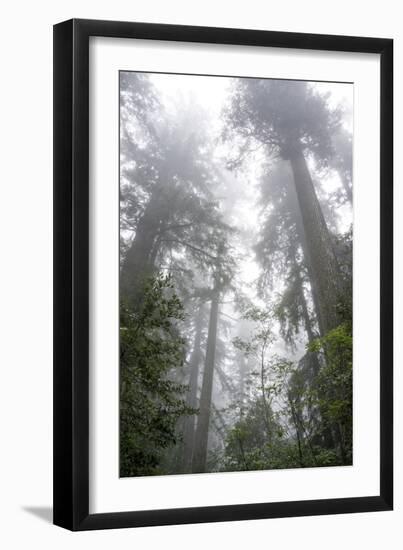 Lady Bird Johnson Grove, Prairie Creek Redwoods SP, California-Rob Sheppard-Framed Photographic Print