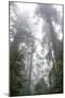 Lady Bird Johnson Grove, Prairie Creek Redwoods SP, California-Rob Sheppard-Mounted Photographic Print
