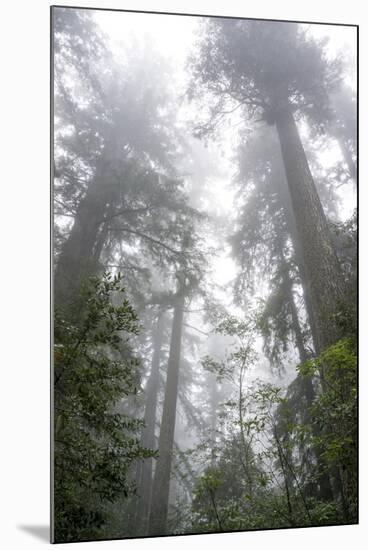 Lady Bird Johnson Grove, Prairie Creek Redwoods SP, California-Rob Sheppard-Mounted Photographic Print