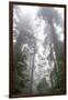 Lady Bird Johnson Grove, Prairie Creek Redwoods SP, California-Rob Sheppard-Framed Photographic Print