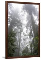 Lady Bird Johnson Grove, Prairie Creek Redwoods SP, California-Rob Sheppard-Framed Photographic Print