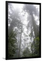 Lady Bird Johnson Grove, Prairie Creek Redwoods SP, California-Rob Sheppard-Framed Photographic Print