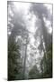 Lady Bird Johnson Grove, Prairie Creek Redwoods SP, California-Rob Sheppard-Mounted Premium Photographic Print