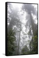 Lady Bird Johnson Grove, Prairie Creek Redwoods SP, California-Rob Sheppard-Framed Stretched Canvas