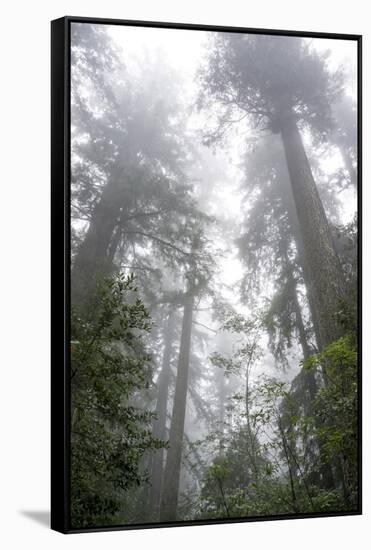 Lady Bird Johnson Grove, Prairie Creek Redwoods SP, California-Rob Sheppard-Framed Stretched Canvas