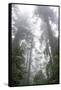 Lady Bird Johnson Grove, Prairie Creek Redwoods SP, California-Rob Sheppard-Framed Stretched Canvas