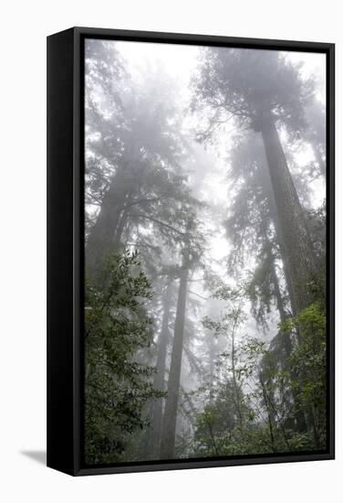 Lady Bird Johnson Grove, Prairie Creek Redwoods SP, California-Rob Sheppard-Framed Stretched Canvas