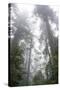 Lady Bird Johnson Grove, Prairie Creek Redwoods SP, California-Rob Sheppard-Stretched Canvas