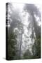 Lady Bird Johnson Grove, Prairie Creek Redwoods SP, California-Rob Sheppard-Stretched Canvas