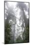 Lady Bird Johnson Grove, Prairie Creek Redwoods SP, California-Rob Sheppard-Mounted Photographic Print