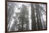 Lady Bird Johnson Grove, Prairie Creek Redwoods SP, California-Rob Sheppard-Framed Photographic Print