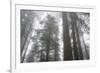 Lady Bird Johnson Grove, Prairie Creek Redwoods SP, California-Rob Sheppard-Framed Photographic Print