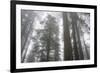 Lady Bird Johnson Grove, Prairie Creek Redwoods SP, California-Rob Sheppard-Framed Photographic Print