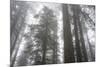 Lady Bird Johnson Grove, Prairie Creek Redwoods SP, California-Rob Sheppard-Mounted Photographic Print