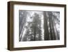 Lady Bird Johnson Grove, Prairie Creek Redwoods SP, California-Rob Sheppard-Framed Photographic Print