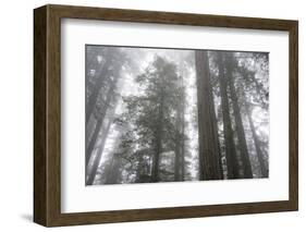 Lady Bird Johnson Grove, Prairie Creek Redwoods SP, California-Rob Sheppard-Framed Photographic Print