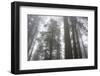 Lady Bird Johnson Grove, Prairie Creek Redwoods SP, California-Rob Sheppard-Framed Photographic Print
