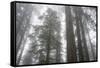 Lady Bird Johnson Grove, Prairie Creek Redwoods SP, California-Rob Sheppard-Framed Stretched Canvas