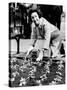 Lady Bird Johnson Planting Pansies on the Famed Capitol Mall-null-Stretched Canvas