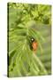 Lady Bug (Coccinella Magnifica), Kansas, USA-Michael Scheufler-Stretched Canvas