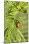 Lady Bug (Coccinella Magnifica), Kansas, USA-Michael Scheufler-Mounted Photographic Print