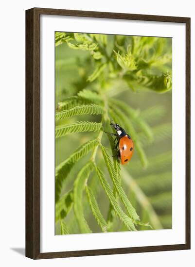 Lady Bug (Coccinella Magnifica), Kansas, USA-Michael Scheufler-Framed Photographic Print