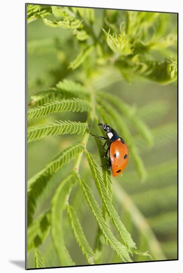 Lady Bug (Coccinella Magnifica), Kansas, USA-Michael Scheufler-Mounted Photographic Print