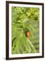 Lady Bug (Coccinella Magnifica), Kansas, USA-Michael Scheufler-Framed Photographic Print