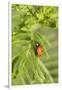 Lady Bug (Coccinella Magnifica), Kansas, USA-Michael Scheufler-Framed Photographic Print
