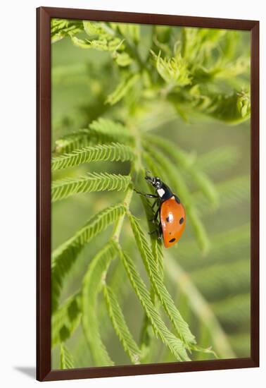 Lady Bug (Coccinella Magnifica), Kansas, USA-Michael Scheufler-Framed Photographic Print