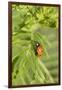 Lady Bug (Coccinella Magnifica), Kansas, USA-Michael Scheufler-Framed Photographic Print