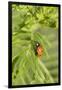 Lady Bug (Coccinella Magnifica), Kansas, USA-Michael Scheufler-Framed Photographic Print