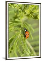 Lady Bug (Coccinella Magnifica), Kansas, USA-Michael Scheufler-Framed Premium Photographic Print