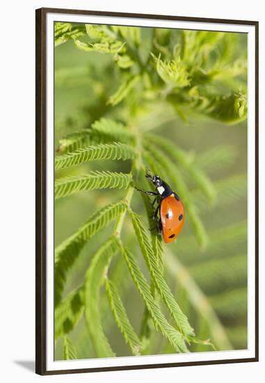 Lady Bug (Coccinella Magnifica), Kansas, USA-Michael Scheufler-Framed Premium Photographic Print