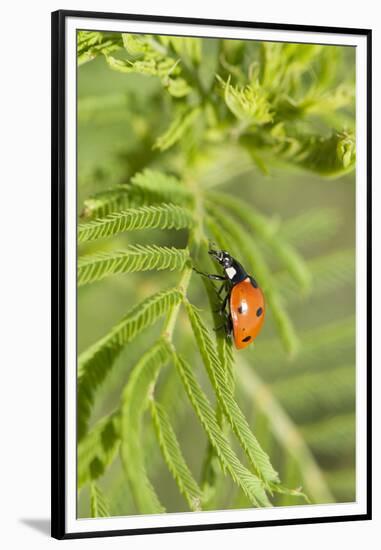 Lady Bug (Coccinella Magnifica), Kansas, USA-Michael Scheufler-Framed Premium Photographic Print
