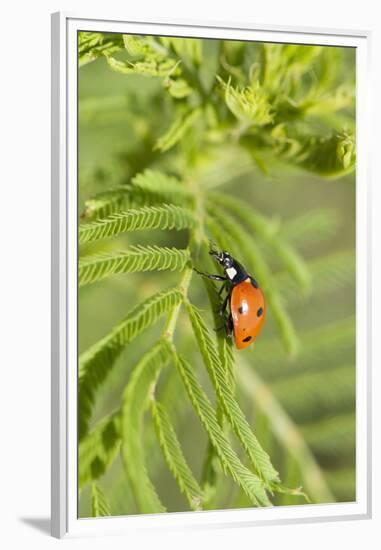 Lady Bug (Coccinella Magnifica), Kansas, USA-Michael Scheufler-Framed Premium Photographic Print