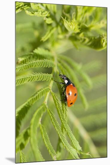 Lady Bug (Coccinella Magnifica), Kansas, USA-Michael Scheufler-Mounted Premium Photographic Print