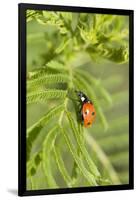 Lady Bug (Coccinella Magnifica), Kansas, USA-Michael Scheufler-Framed Premium Photographic Print