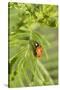 Lady Bug (Coccinella Magnifica), Kansas, USA-Michael Scheufler-Stretched Canvas