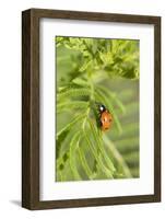 Lady Bug (Coccinella Magnifica), Kansas, USA-Michael Scheufler-Framed Photographic Print