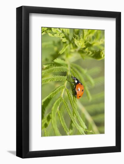 Lady Bug (Coccinella Magnifica), Kansas, USA-Michael Scheufler-Framed Photographic Print