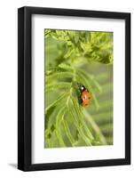 Lady Bug (Coccinella Magnifica), Kansas, USA-Michael Scheufler-Framed Photographic Print