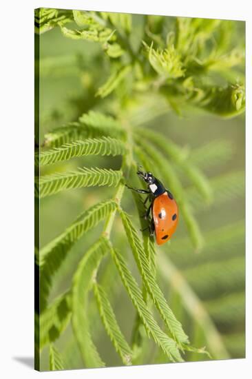 Lady Bug (Coccinella Magnifica), Kansas, USA-Michael Scheufler-Stretched Canvas