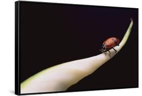 Lady Bug on Leaf-DLILLC-Framed Stretched Canvas