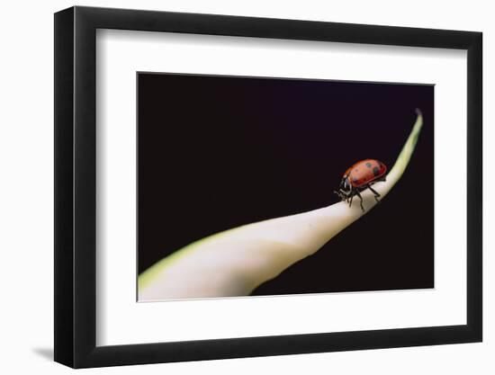 Lady Bug on Leaf-DLILLC-Framed Premium Photographic Print