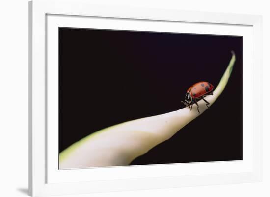 Lady Bug on Leaf-DLILLC-Framed Photographic Print