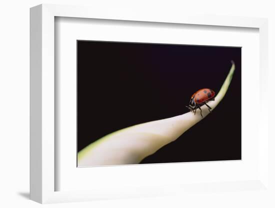 Lady Bug on Leaf-DLILLC-Framed Photographic Print